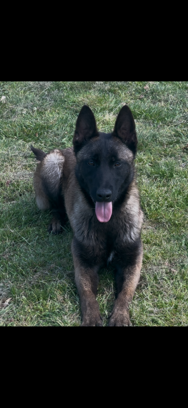 Aria des loups de lomprey