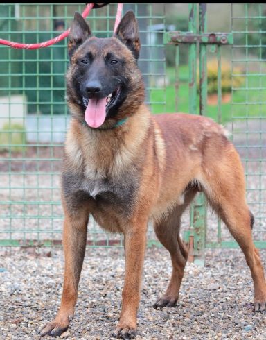 Nash des loups de lomprey 
