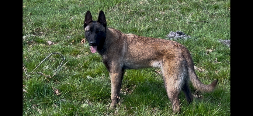 Aria des loups de lomprey