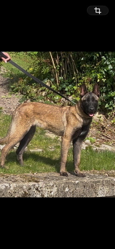 Aria des loups de lomprey